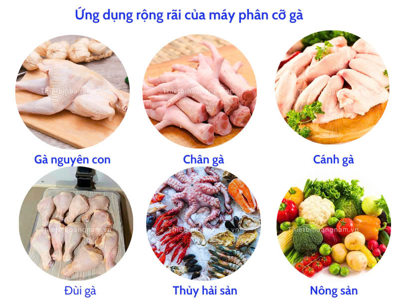 Máy phân cỡ thực phẩm
