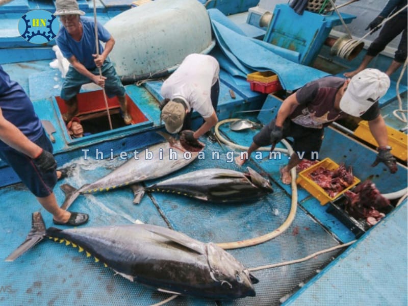 Quy trình sản xuất cá ngừ đại dương Đông lạnh