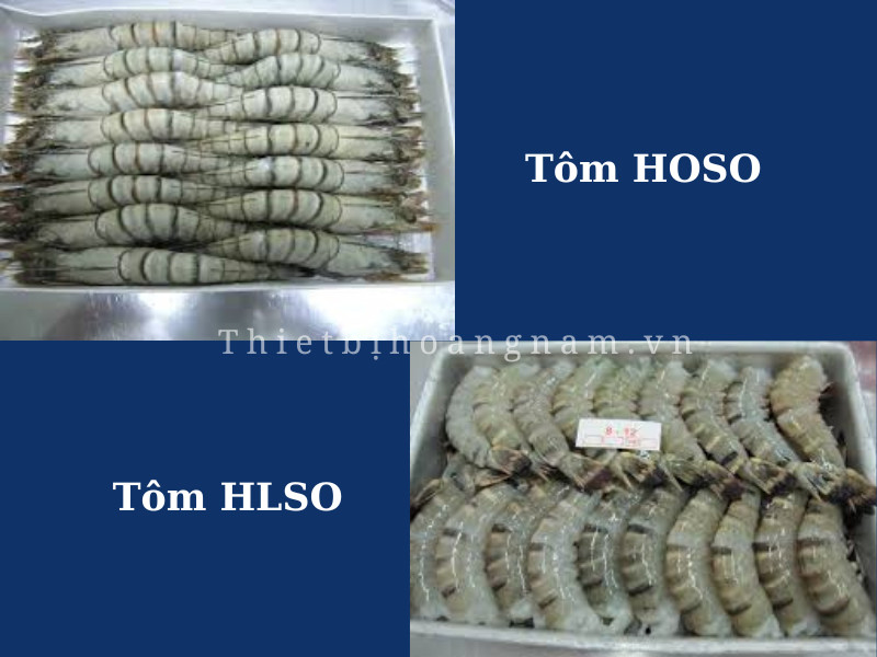 Các loại tôm xuất khẩu của Việt Nam: Tôm HLSO