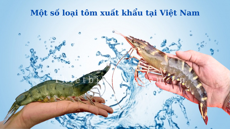 tôm xuất khẩu: tôm sú, tôm thẻ chân trắng